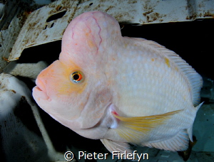 Cichlid (cichlasoma citrinellum)in suitcase of car wreck ... by Pieter Firlefyn 